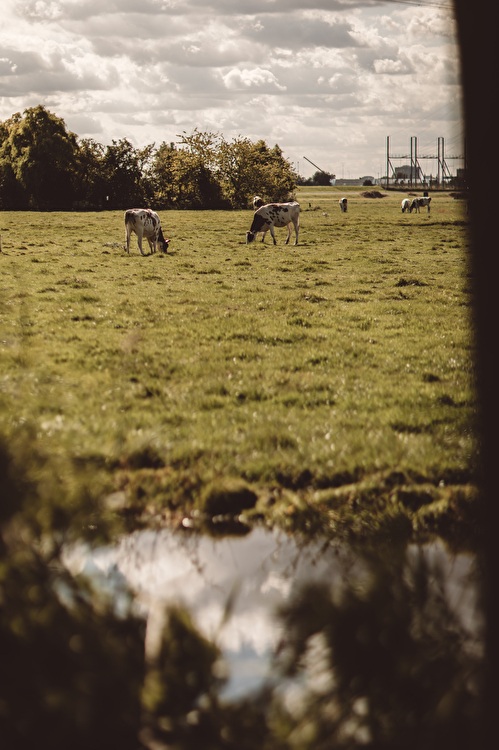 Cows in rural sweet spot Durgerdam